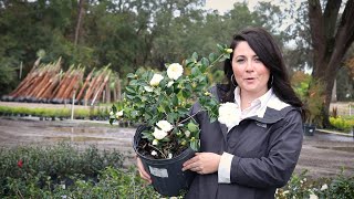 Where To Plant Dwarf Camellias [upl. by Diamante129]