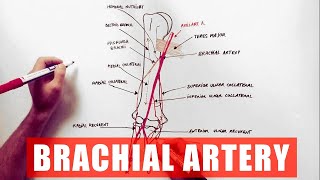 Brachial Artery and its branches  Anatomy Tutorial [upl. by Lindberg]