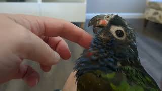 Blueheaded Pionus Excited Wheezing [upl. by Judie]