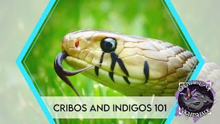 Cribo and Indigo Snakes 101  Drymarchon Care Guide  Creatures of Nightshade [upl. by Sida]