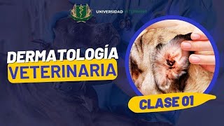 DERMATOLOGÍA VETERINARIA  CLASE 01 [upl. by Shu]