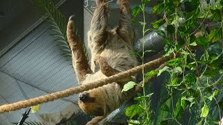 Pamatykite į Lietuvos zoologijos sodą atvyko pats lėčiausias planetos žinduolis [upl. by Standford672]