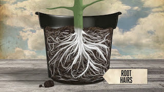 Healthy plant roots  EP01 S2 by CANNA [upl. by Ultann782]