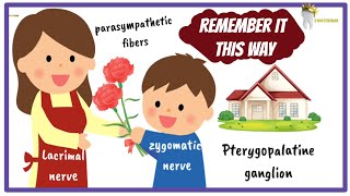 Learn the TRIGEMINAL NERVE This Way To Remember It Forever [upl. by Alocin]