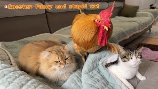 I couldnt stop laughing😂 The rooster knows where the cat is hiding Rooster also teases funny cat [upl. by Juxon]