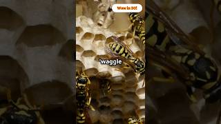 Do You Know Bees Communicate with a Waggle Dance facts dance amazing bees nature fun wow [upl. by Nylkcaj]