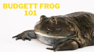 Budgetts frog care Everything you need to know [upl. by Amehsyt]