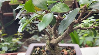 Ficus Ginseng Bonsai [upl. by Sarena934]