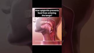 How epiglottitis help us  shorts epiglottitis [upl. by Jovitah763]