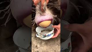 Egg 🥚 Peacock 🦚 shortvideo peacocks [upl. by Tsirc]