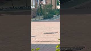 Pied Wagtail Pair Foraging In The Road birds avian nature [upl. by Nodaj758]