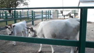 AskaniaNova Zoo Ukrainian Grey Cattle Зоопарк АсканияНова Серая украинская порода скота [upl. by Halilahk317]