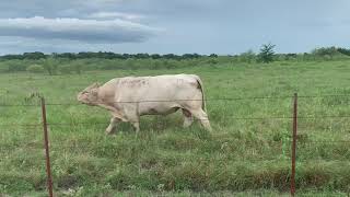 Big Charolais Bellowing Wanting To Fight Angus Bull [upl. by Nnaarual660]