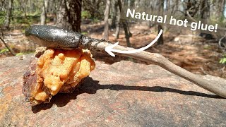 How to Make Glue From Pine Sap Pine Pitch Glue [upl. by Rutherfurd]