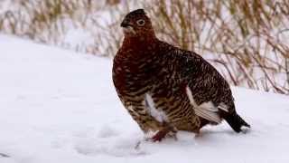 Vocalizing Willow Ptarmigan Toolik Lake [upl. by Domenech]