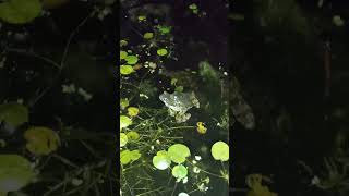 Wood Frog American Toad Grey Tree Frog share a pond [upl. by Eiggem]