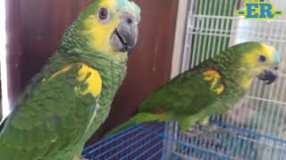 Blue Fronted Amazon  Smartest talking parrot [upl. by Ahsietal]