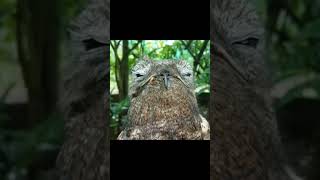 Great Potoo Sound [upl. by Paik]