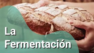 ¿Cómo funciona la fermentación [upl. by Siegel]