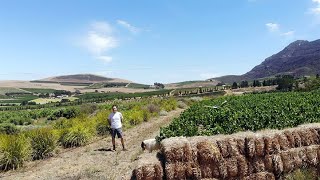 Chris Mullineux on old vine Chenin Blanc in the Swartland South Africa [upl. by Ariem940]