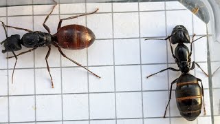 Camponotus CA02 USA vs Camponotus pennsylvanicus USA 03112024 [upl. by Ragucci]