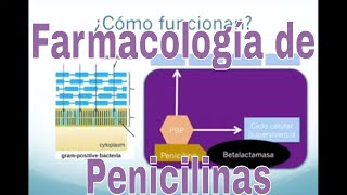 Farmacología de la Amoxicilina y otros antibióticos tipo penicilina [upl. by Garate935]