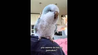 Ever seen a bird dance to the tune of Bacon Pancakes You wont believe your eyes and ears🤣 [upl. by Aynav]