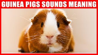 Guinea Pig Sounds and What They Mean [upl. by Ralip879]