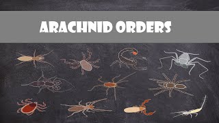 Defining Characteristics of the Arachnid Orders [upl. by Corwun]