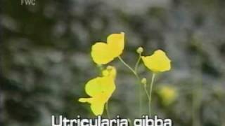 conespur bladderwort Utricularia gibba [upl. by Itnava933]