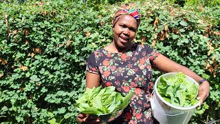 How to harvest African black nightshade Life in Finland  Managuilonake [upl. by Twedy811]