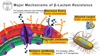 Intro to Bacteria amp Antibiotics Beta Lactams Pt 1 [upl. by Novahs854]