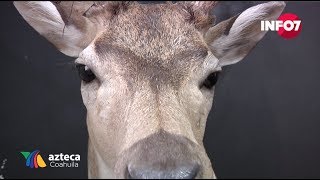 TAXIDERMIA OFICIO ARTESANAL QUE CON EL PASO DEL TIEMPO PUEDA DESAPARECER EXPERTOS [upl. by Litman]