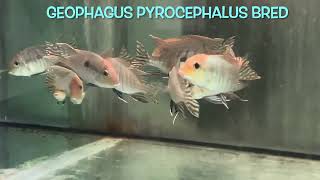 Geophagus pyrocephalus bred [upl. by Ikkir]