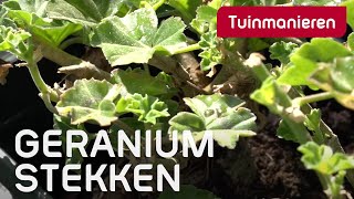 Hoe stek je de geranium [upl. by Rebekah]