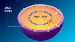 Macrolides Mechanisms of Action and Resistance [upl. by Nuawaj]