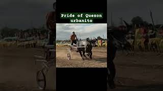 pride of Quezon urbanito champion Sta arcadia cabanatuan city karera ng kalabaw [upl. by Waddell301]