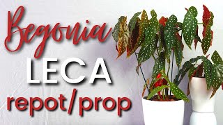 BEGONIA in LECA Growing Repotting and Propagating [upl. by Clifford]