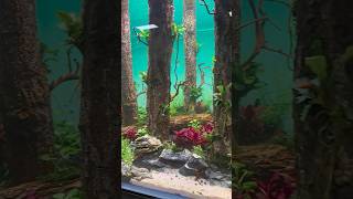 aquascaping aquascape fishaquariumfishtank plantedtank aquariumfreshwateraquarium hardscapes [upl. by Siramed]