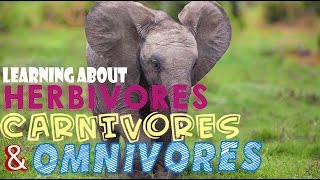 Learning About Herbivores Carnivores and Omnivores [upl. by Lazos]