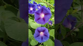 Ipomoea purpurea flower plant [upl. by Anilas]