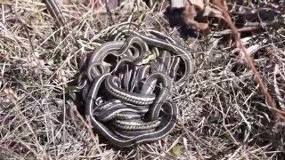 Garter snake mating ball [upl. by Bower]