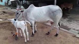 BEAUTIFUL KANGAYAM COW WITH CALF [upl. by Melgar]