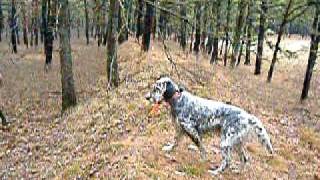 quail hunting in greenwood state forest nj 004 [upl. by Fiske649]