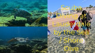 Shore dive at Lauderdale by The Sea Fort Lauderdale FL [upl. by Gibert]