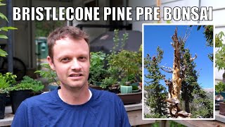 My New Bristlecone Pine PreBonsai [upl. by Leander]