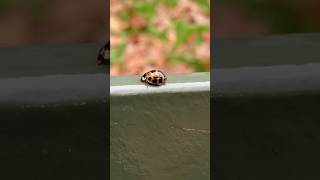 Up Close with a Ladybird Nature’s Tiny Wonder 🐞 [upl. by Htiekel786]