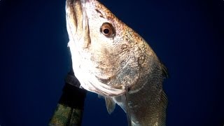 Spearfishing  Mulloway Misadventures 2 [upl. by Dorej919]