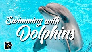 Swimming with Dolphins in the Florida Keys [upl. by Seiber25]