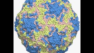 human rhinovirus B14 4RHV [upl. by Eelah]